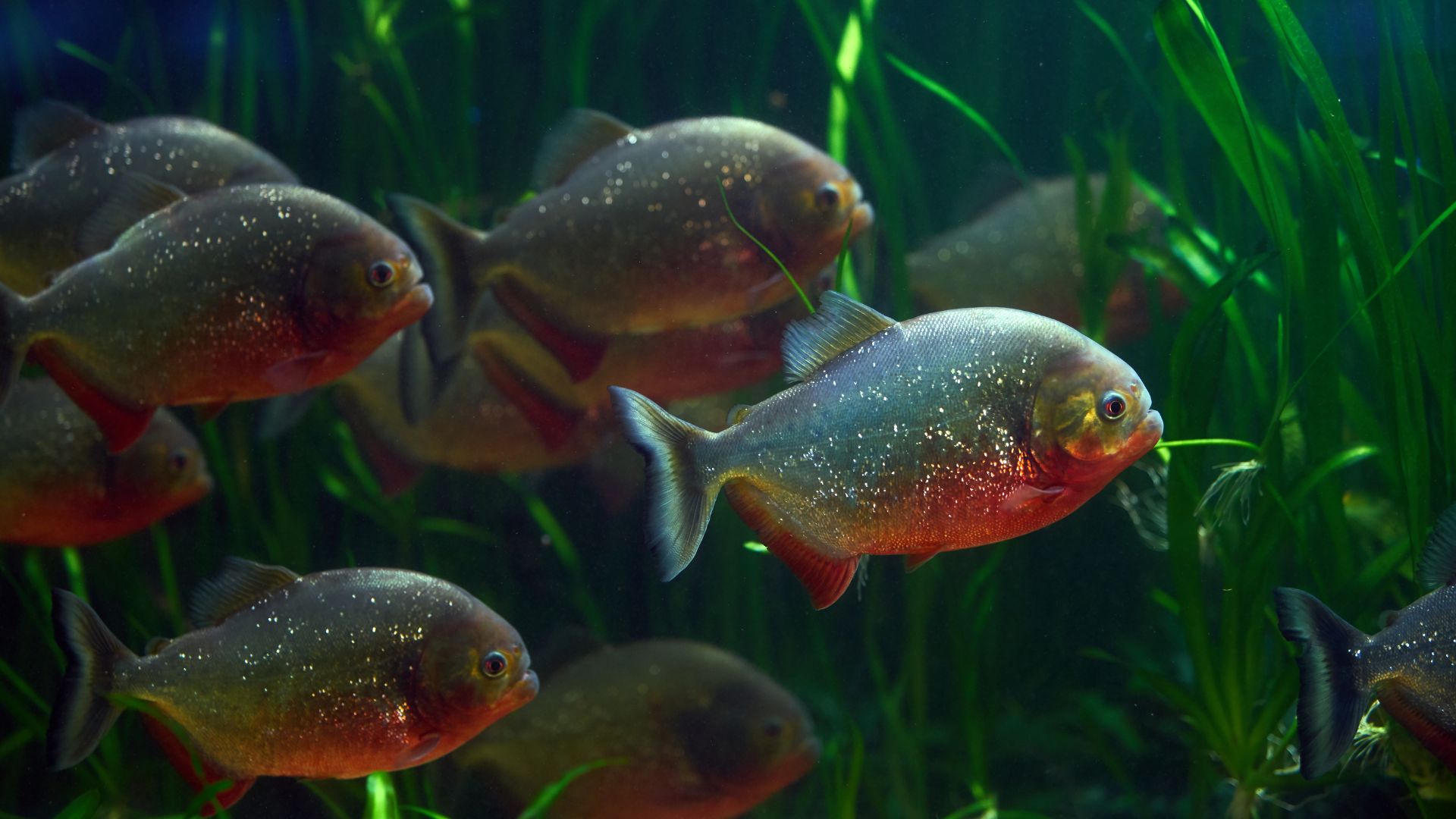 Confiance en soi : Expérience sur les piranha